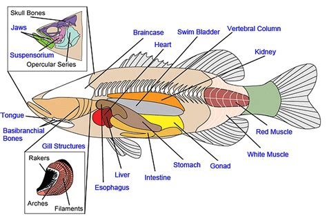 fish organ diagram 